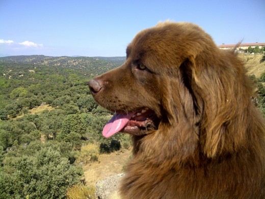 LEO CONTEMPLANDO EL PAISAJE